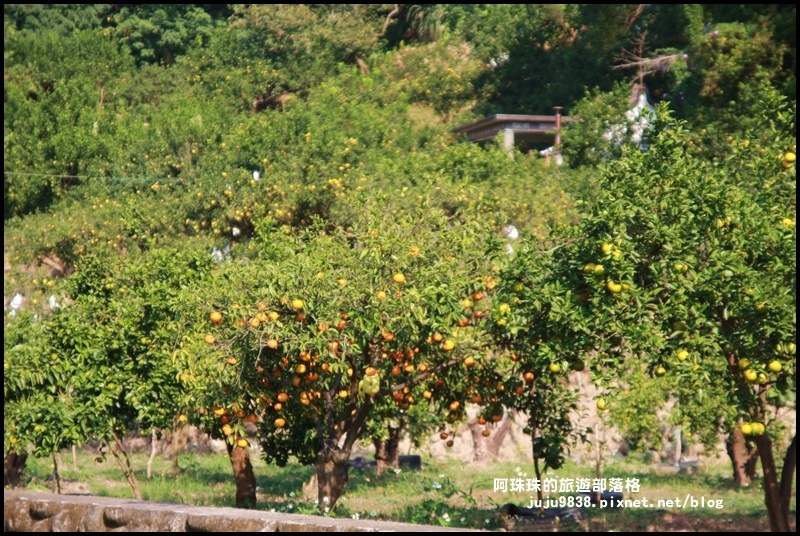 鹿鳴坑觀光果園11.JPG