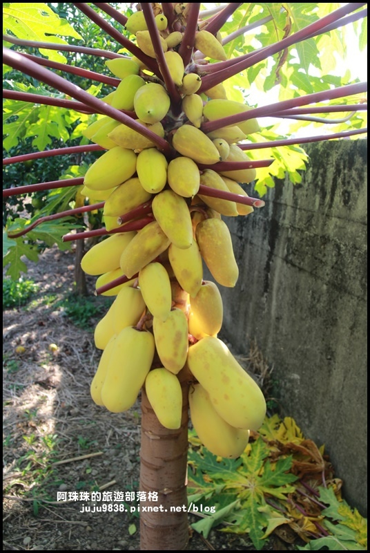 鹿鳴坑觀光果園20.JPG