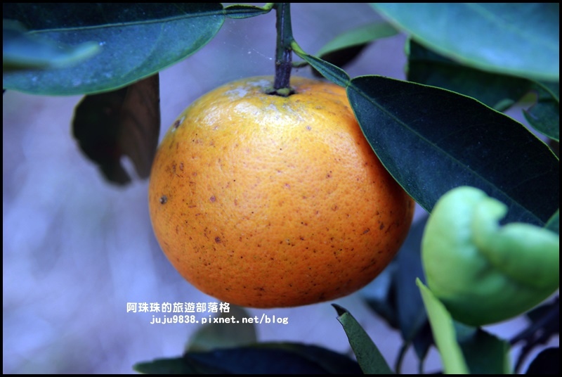 鹿鳴坑觀光果園45.JPG