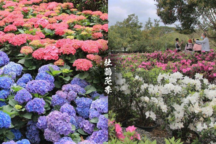 台北／古亭河濱公園花海－這不是國外！搭捷運就能賞大片紫色花海