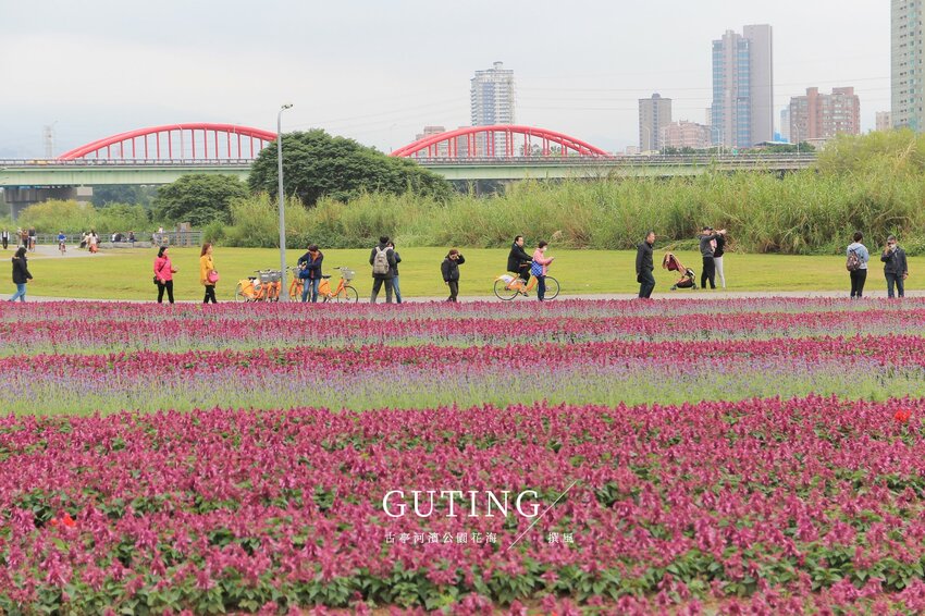 台北／古亭河濱公園花海－這不是國外！搭捷運就能賞大片紫色花海