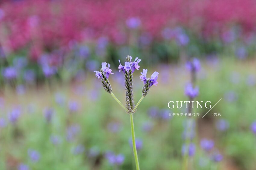 台北／古亭河濱公園花海－這不是國外！搭捷運就能賞大片紫色花海