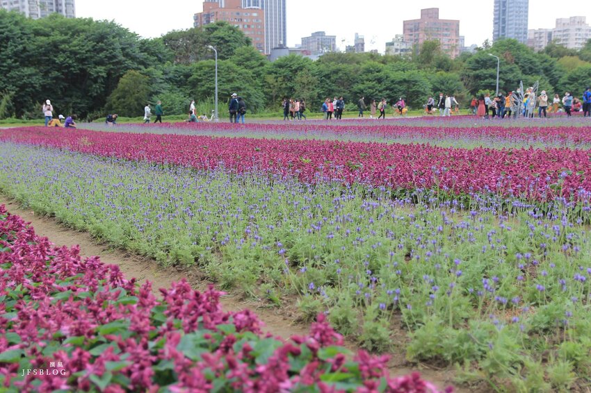 台北／古亭河濱公園花海－這不是國外！搭捷運就能賞大片紫色花海