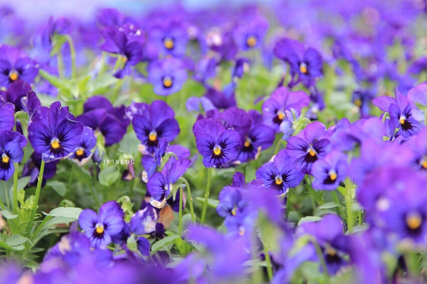 台北／古亭河濱公園花海－這不是國外！搭捷運就能賞大片紫色花海