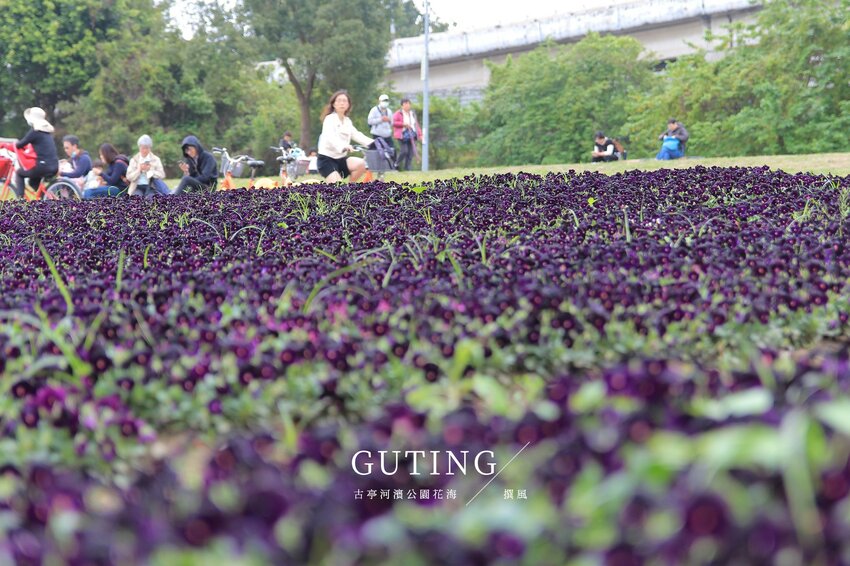 台北／古亭河濱公園花海－這不是國外！搭捷運就能賞大片紫色花海