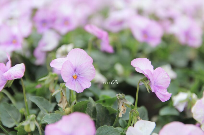 台北／古亭河濱公園花海－這不是國外！搭捷運就能賞大片紫色花海