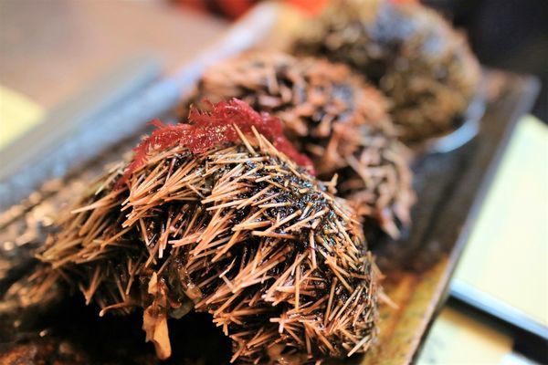 海膽.jpg 海膽.jpg