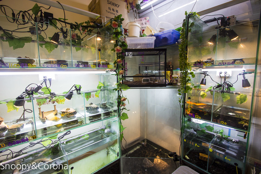 【新北市美食】林口水族主題餐廳｜ST 銀河系俱樂部｜水族寵物、下午茶～鯊魚、鸚鵡、爬蟲動物互動體驗，超另類親子餐廳