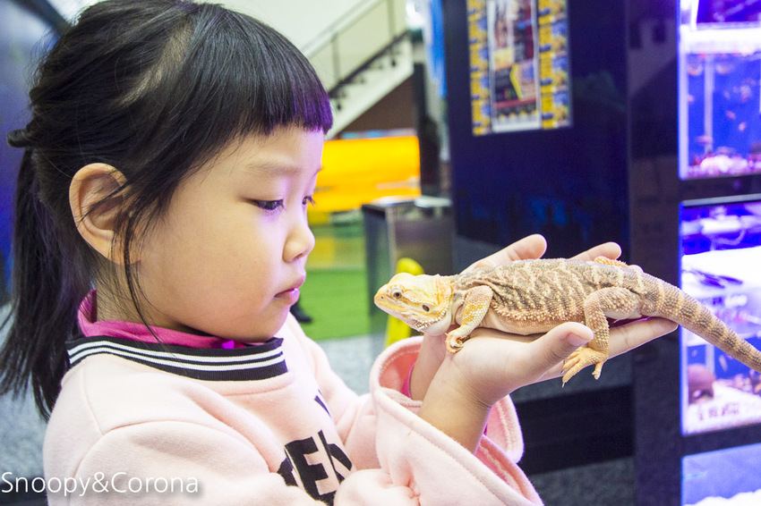 【新北市美食】林口水族主題餐廳｜ST 銀河系俱樂部｜水族寵物、下午茶～鯊魚、鸚鵡、爬蟲動物互動體驗，超另類親子餐廳