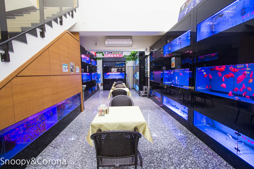 【新北市美食】林口水族主題餐廳｜ST 銀河系俱樂部｜水族寵物、下午茶～鯊魚、鸚鵡、爬蟲動物互動體驗，超另類親子餐廳