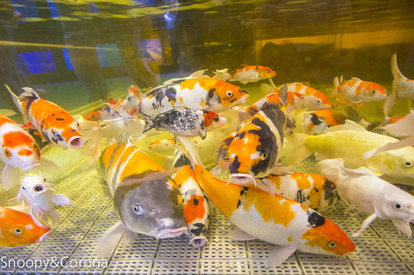 【新北市美食】林口水族主題餐廳｜ST 銀河系俱樂部｜水族寵物、下午茶～鯊魚、鸚鵡、爬蟲動物互動體驗，超另類親子餐廳