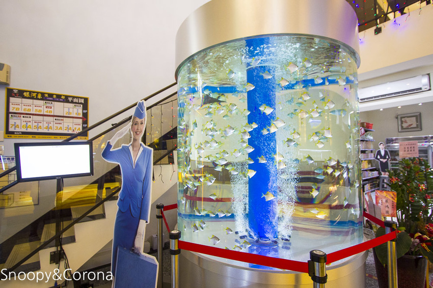 【新北市美食】林口水族主題餐廳｜ST 銀河系俱樂部｜水族寵物、下午茶～鯊魚、鸚鵡、爬蟲動物互動體驗，超另類親子餐廳
