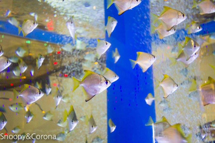【新北市美食】林口水族主題餐廳｜ST 銀河系俱樂部｜水族寵物、下午茶～鯊魚、鸚鵡、爬蟲動物互動體驗，超另類親子餐廳