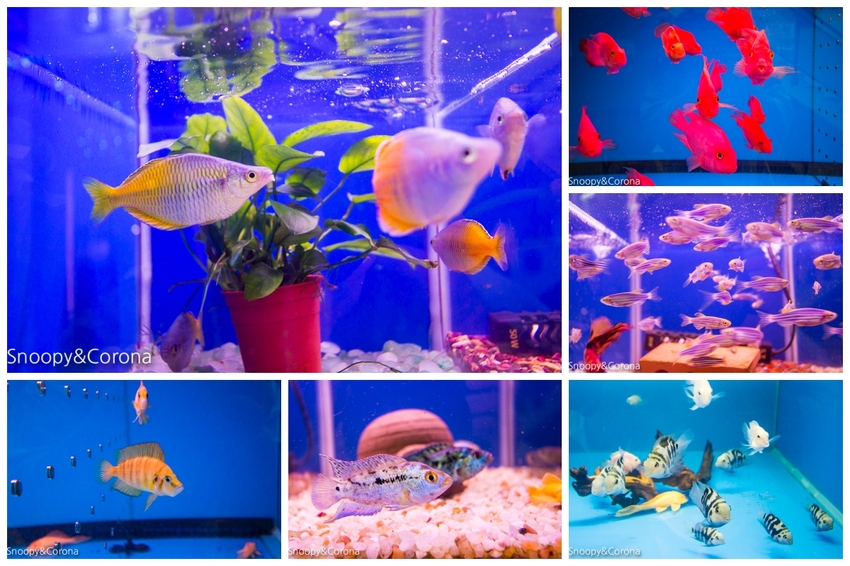 【新北市美食】林口水族主題餐廳｜ST 銀河系俱樂部｜水族寵物、下午茶～鯊魚、鸚鵡、爬蟲動物互動體驗，超另類親子餐廳