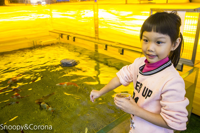 【新北市美食】林口水族主題餐廳｜ST 銀河系俱樂部｜水族寵物、下午茶～鯊魚、鸚鵡、爬蟲動物互動體驗，超另類親子餐廳