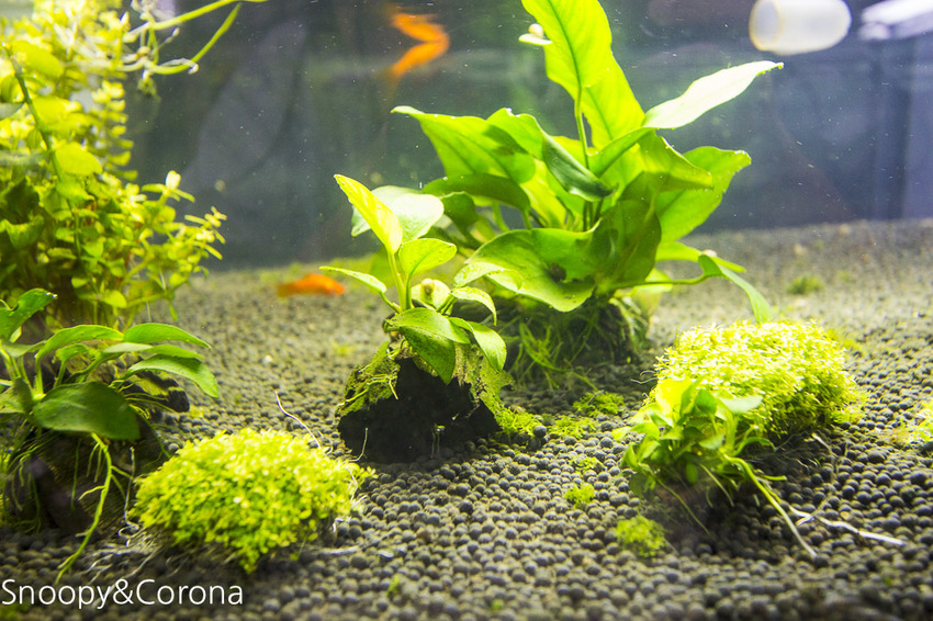 【新北市美食】林口水族主題餐廳｜ST 銀河系俱樂部｜水族寵物、下午茶～鯊魚、鸚鵡、爬蟲動物互動體驗，超另類親子餐廳