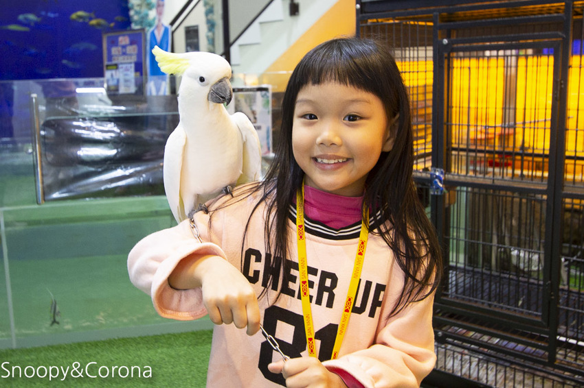 【新北市美食】林口水族主題餐廳｜ST 銀河系俱樂部｜水族寵物、下午茶～鯊魚、鸚鵡、爬蟲動物互動體驗，超另類親子餐廳