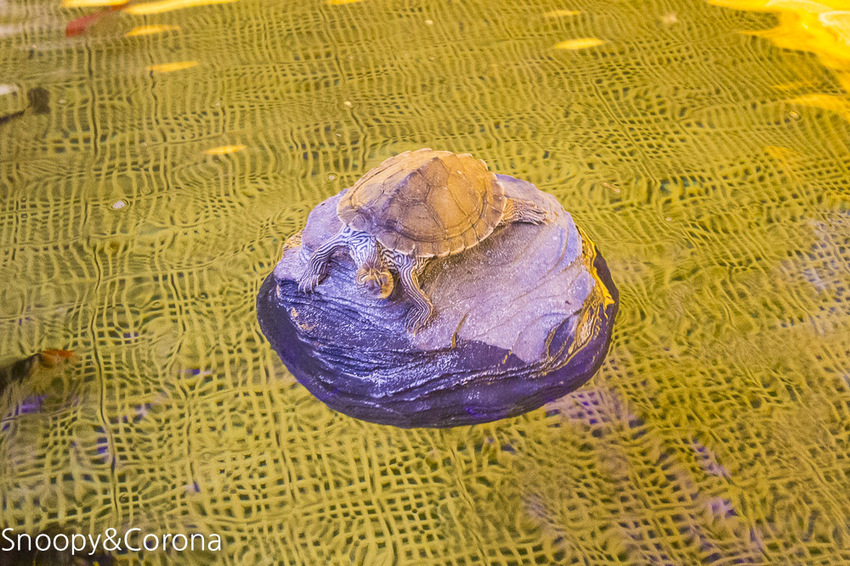 【新北市美食】林口水族主題餐廳｜ST 銀河系俱樂部｜水族寵物、下午茶～鯊魚、鸚鵡、爬蟲動物互動體驗，超另類親子餐廳