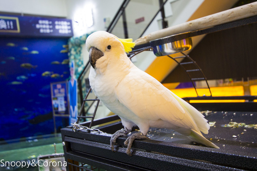 【新北市美食】林口水族主題餐廳｜ST 銀河系俱樂部｜水族寵物、下午茶～鯊魚、鸚鵡、爬蟲動物互動體驗，超另類親子餐廳