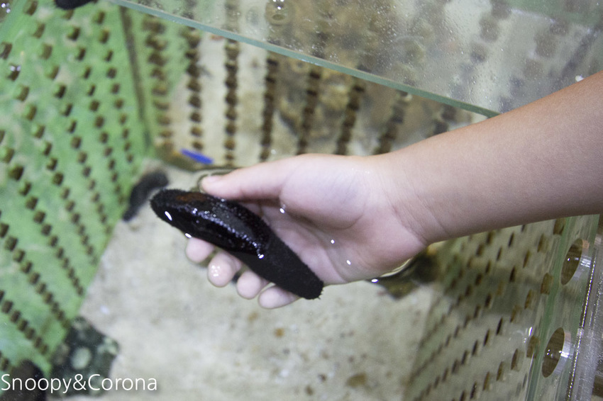 【新北市美食】林口水族主題餐廳｜ST 銀河系俱樂部｜水族寵物、下午茶～鯊魚、鸚鵡、爬蟲動物互動體驗，超另類親子餐廳