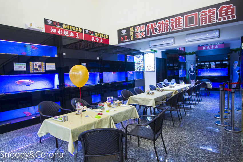 【新北市美食】林口水族主題餐廳｜ST 銀河系俱樂部｜水族寵物、下午茶～鯊魚、鸚鵡、爬蟲動物互動體驗，超另類親子餐廳