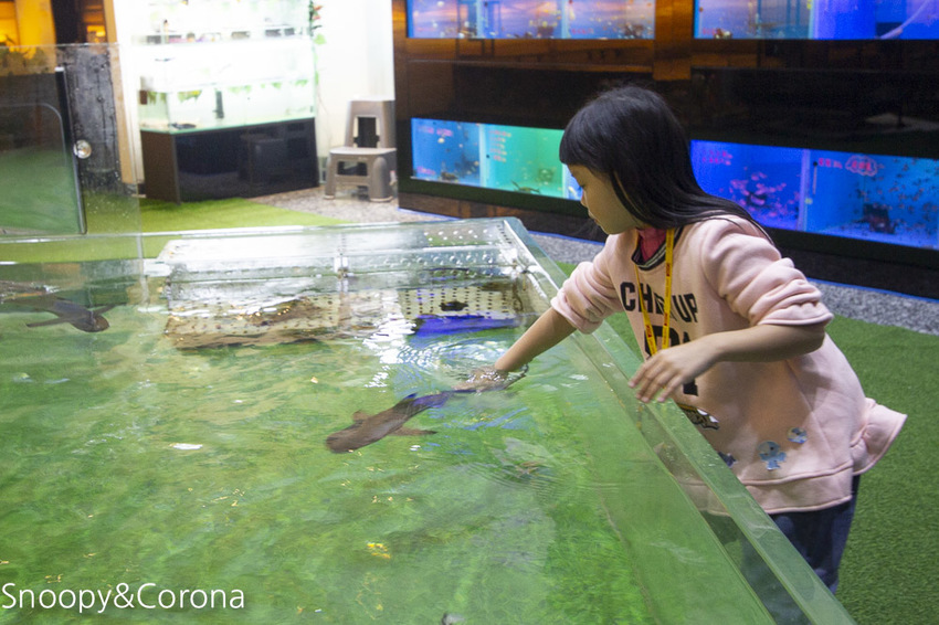 【新北市美食】林口水族主題餐廳｜ST 銀河系俱樂部｜水族寵物、下午茶～鯊魚、鸚鵡、爬蟲動物互動體驗，超另類親子餐廳