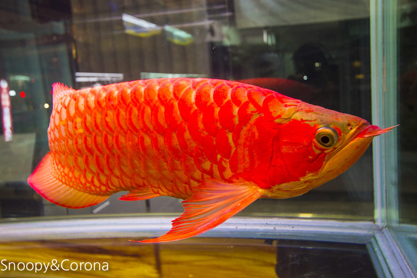 【新北市美食】林口水族主題餐廳｜ST 銀河系俱樂部｜水族寵物、下午茶～鯊魚、鸚鵡、爬蟲動物互動體驗，超另類親子餐廳