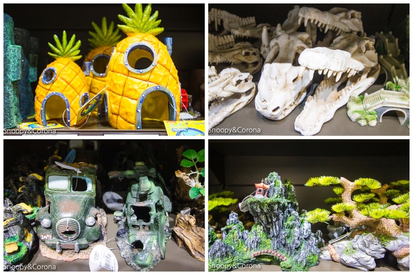 【新北市美食】林口水族主題餐廳｜ST 銀河系俱樂部｜水族寵物、下午茶～鯊魚、鸚鵡、爬蟲動物互動體驗，超另類親子餐廳