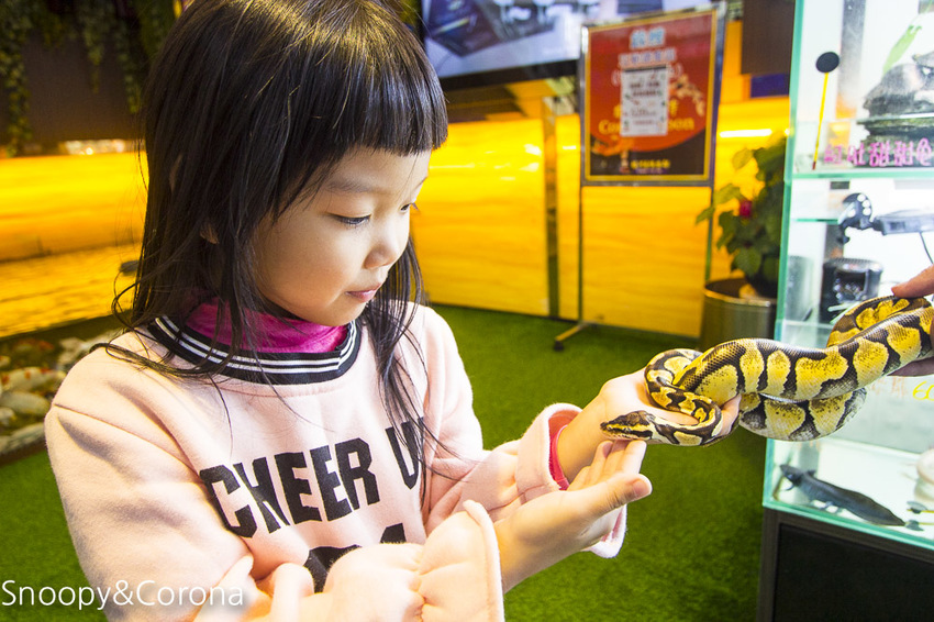 【新北市美食】林口水族主題餐廳｜ST 銀河系俱樂部｜水族寵物、下午茶～鯊魚、鸚鵡、爬蟲動物互動體驗，超另類親子餐廳