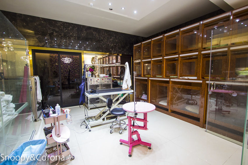 【新北市美食】林口水族主題餐廳｜ST 銀河系俱樂部｜水族寵物、下午茶～鯊魚、鸚鵡、爬蟲動物互動體驗，超另類親子餐廳