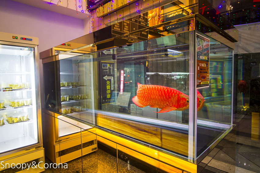 【新北市美食】林口水族主題餐廳｜ST 銀河系俱樂部｜水族寵物、下午茶～鯊魚、鸚鵡、爬蟲動物互動體驗，超另類親子餐廳