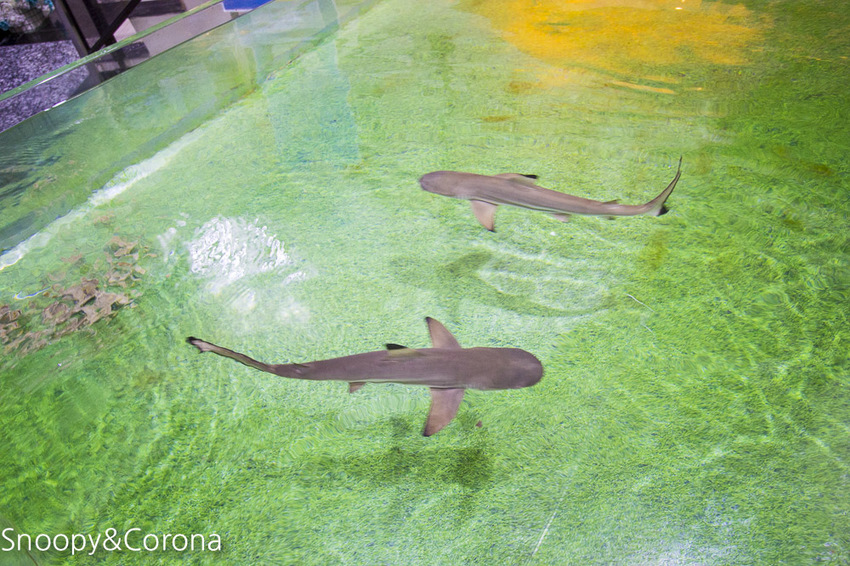 【新北市美食】林口水族主題餐廳｜ST 銀河系俱樂部｜水族寵物、下午茶～鯊魚、鸚鵡、爬蟲動物互動體驗，超另類親子餐廳