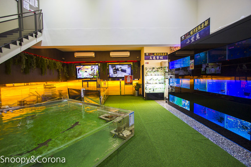 【新北市美食】林口水族主題餐廳｜ST 銀河系俱樂部｜水族寵物、下午茶～鯊魚、鸚鵡、爬蟲動物互動體驗，超另類親子餐廳
