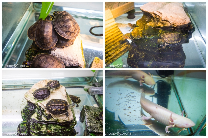【新北市美食】林口水族主題餐廳｜ST 銀河系俱樂部｜水族寵物、下午茶～鯊魚、鸚鵡、爬蟲動物互動體驗，超另類親子餐廳