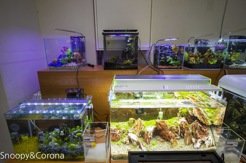 【新北市美食】林口水族主題餐廳｜ST 銀河系俱樂部｜水族寵物、下午茶～鯊魚、鸚鵡、爬蟲動物互動體驗，超另類親子餐廳