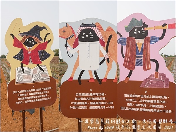 旺萊山鳳梨-14.jpg 旺萊山鳳梨-14.jpg