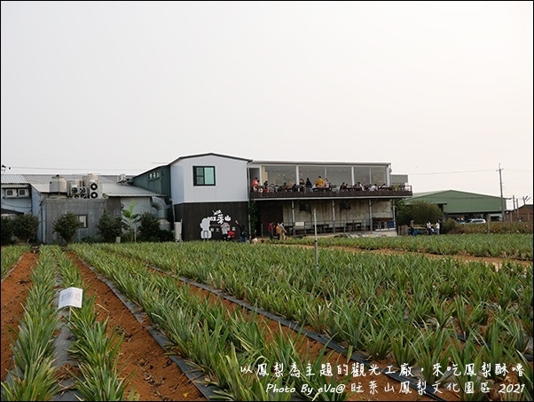 旺萊山鳳梨-13.jpg 旺萊山鳳梨-13.jpg