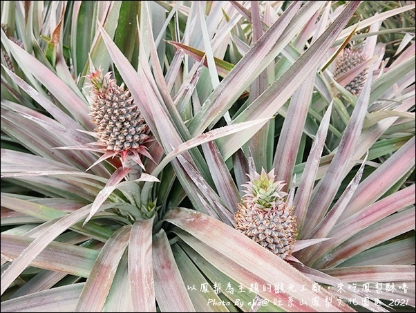 旺萊山鳳梨-09.jpg 旺萊山鳳梨-09.jpg