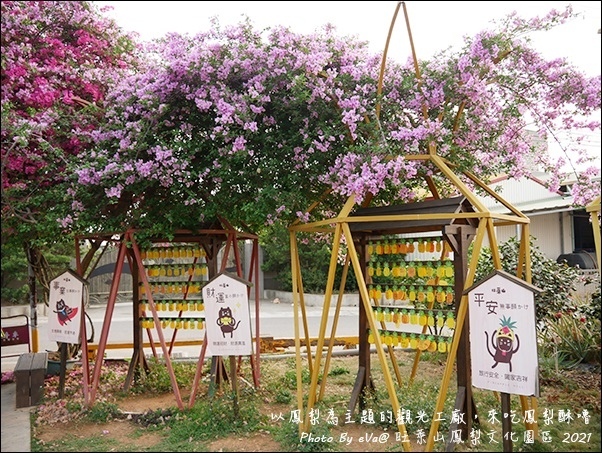 旺萊山鳳梨-06.jpg 旺萊山鳳梨-06.jpg