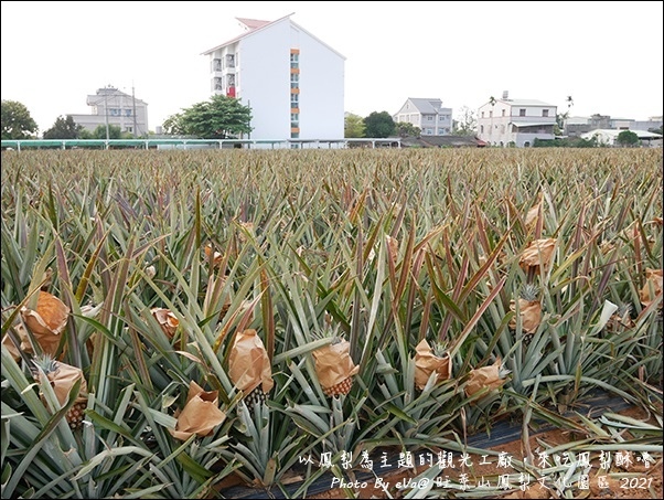 旺萊山鳳梨-11.jpg 旺萊山鳳梨-11.jpg