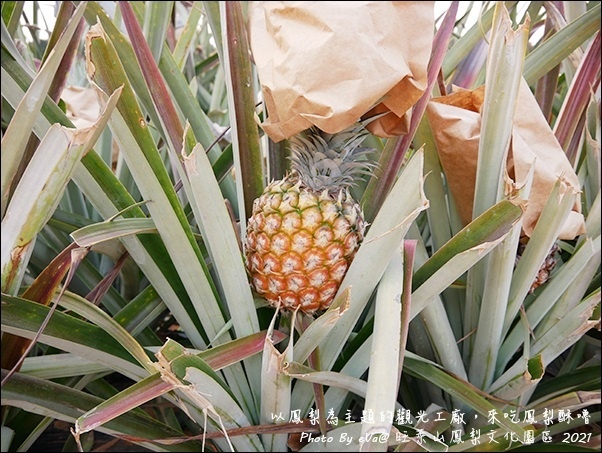 旺萊山鳳梨-12.jpg 旺萊山鳳梨-12.jpg