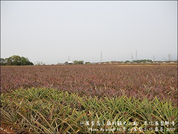 旺萊山鳳梨-08.jpg 旺萊山鳳梨-08.jpg