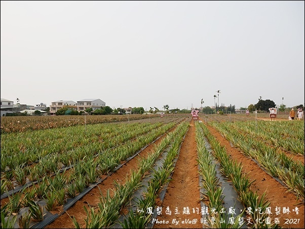 旺萊山鳳梨-07.jpg 旺萊山鳳梨-07.jpg