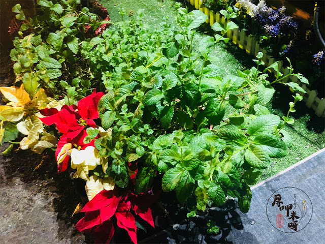 【厚呷米呀│新北板橋】菱紋蔬香咖啡館 愛吃美食不必在乎是否素食!/無肉體驗也可以很完美/主推14種口味的熱壓吐司、再推蛋包飯系列/豪華套餐可一次享有飲品+炸物+甜品/菱紋蔬香隱於市