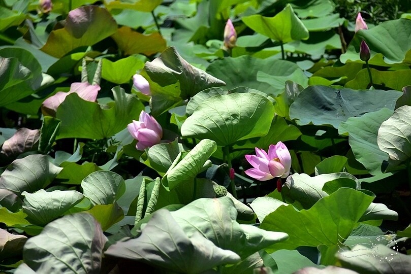 大鼎夏荷牛肉麵館荷花池