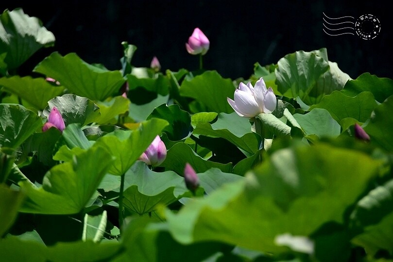 大鼎夏荷牛肉麵館荷花池