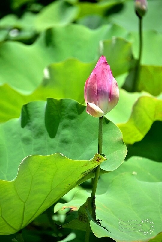 大鼎夏荷牛肉麵館:荷花池