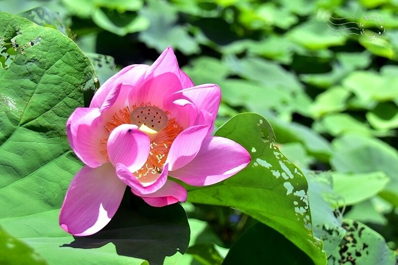 大鼎夏荷牛肉麵館:荷花池