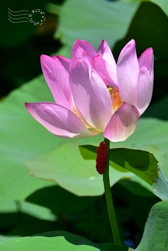 大鼎夏荷牛肉麵館:荷花池