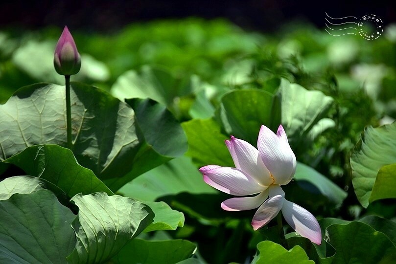 大鼎夏荷牛肉麵館:荷花池